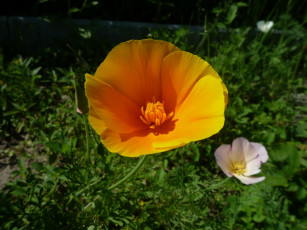 Картинка цветы эшшольция