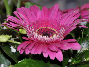 Картинка цветы герберы