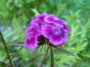 Картинка цветы гвоздики