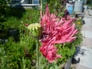 Картинка цветы маки