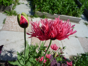 Картинка цветы маки