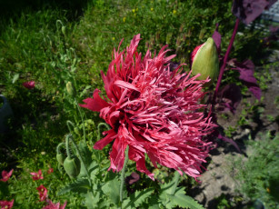 Картинка цветы маки