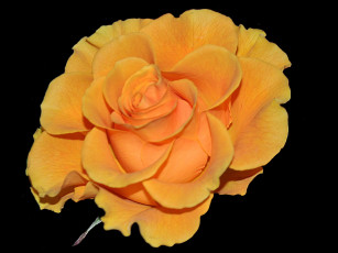 Картинка цветы розы