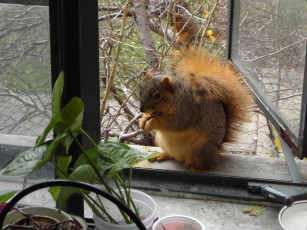 Картинка животные белки