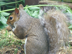 Картинка животные белки