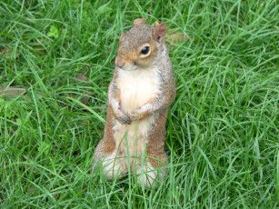 Картинка животные белки