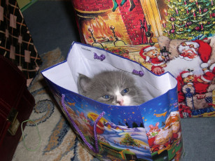 Картинка животные коты