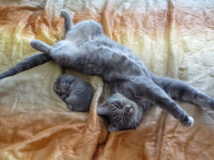 Картинка животные коты