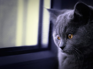 Картинка животные коты