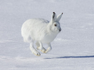 Картинка животные кролики зайцы