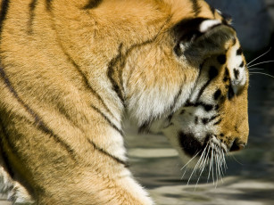 Картинка животные тигры