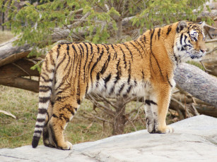 Картинка животные тигры