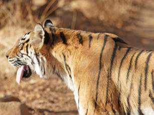 Картинка животные тигры