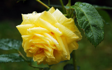 Картинка цветы розы