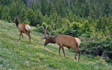 Картинка животные олени