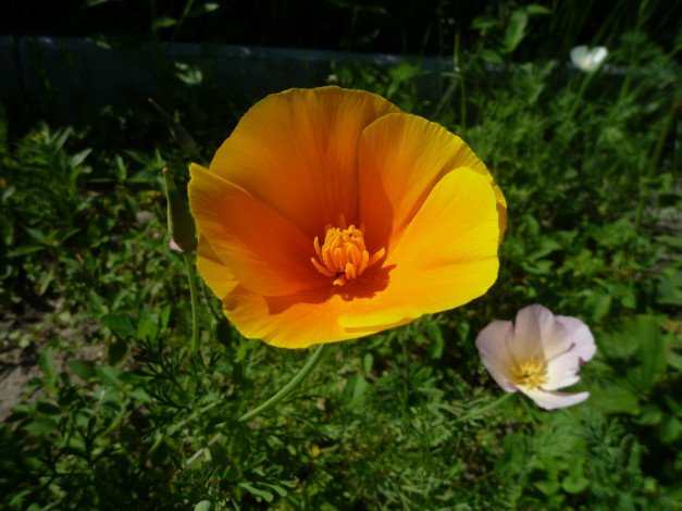 Обои картинки фото цветы, эшшольция