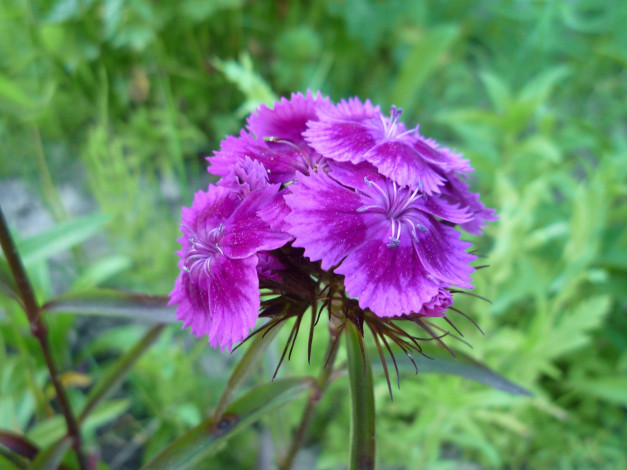 Обои картинки фото цветы, гвоздики