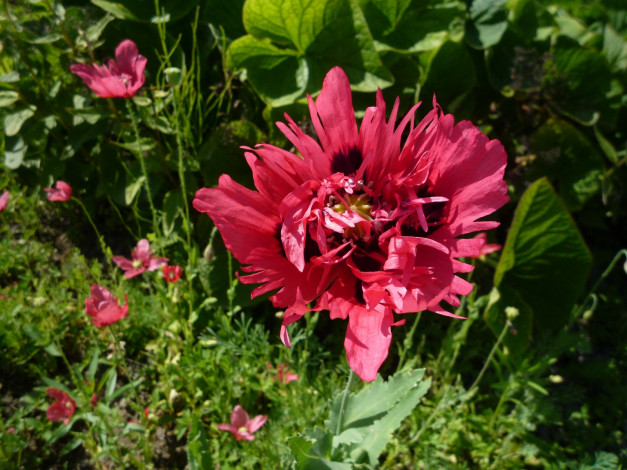 Обои картинки фото цветы, маки