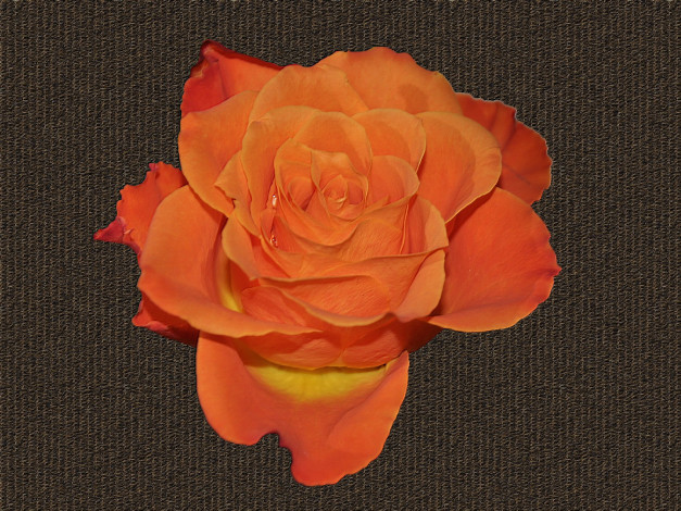 Обои картинки фото цветы, розы