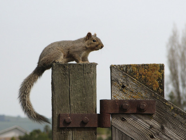 Обои картинки фото животные, белки