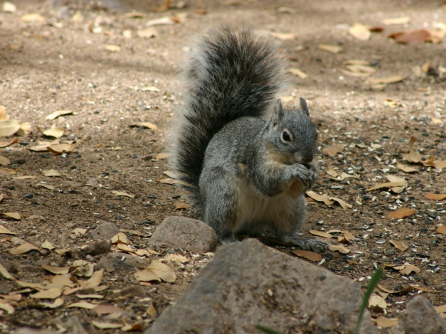 Обои картинки фото животные, белки