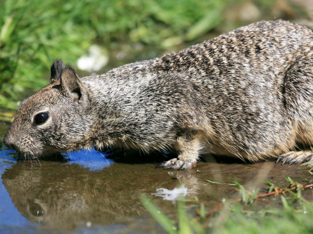 Обои картинки фото животные, белки