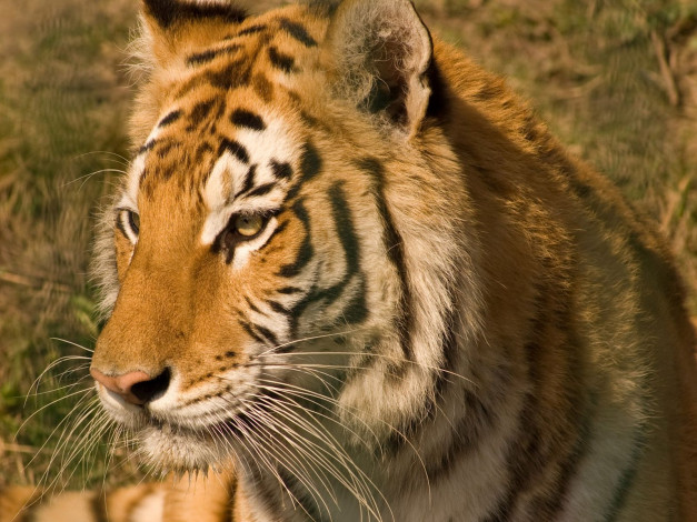 Обои картинки фото животные, тигры