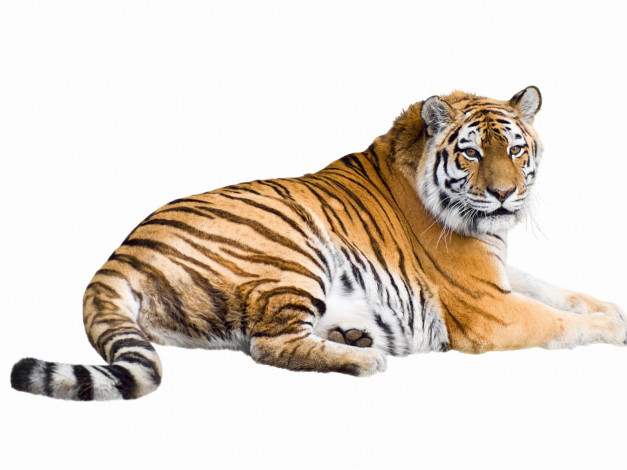 Обои картинки фото животные, тигры