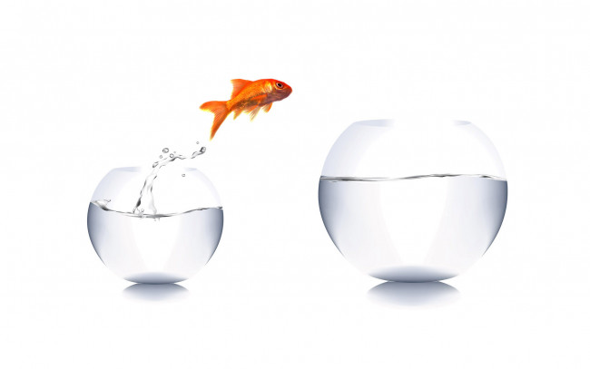 Обои картинки фото животные, рыбы