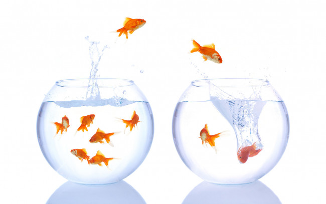 Обои картинки фото животные, рыбы