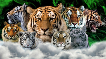 Картинка животные тигры