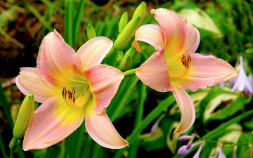 Картинка цветы лилии лилейники