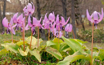 Картинка додекатеон дряквенник цветы