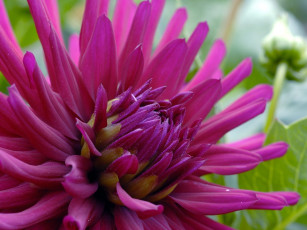 Картинка цветы георгины лиловый большой