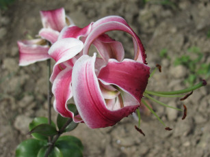 Картинка цветы лилии лилейники лепестки