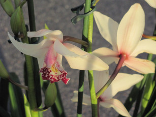 Картинка цветы орхидеи экзотика