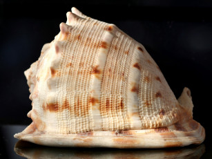 Картинка разное ракушки кораллы декоративные spa камни ракушка большая