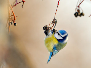 Картинка животные синицы лазоревки синица ягода