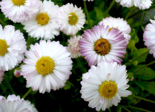 Картинка цветы маргаритки белый лепестки маленький