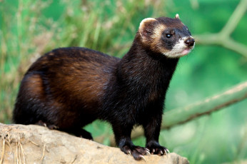 Картинка животные хорьки ласки соболи горностаи куницы мордочка шерсть