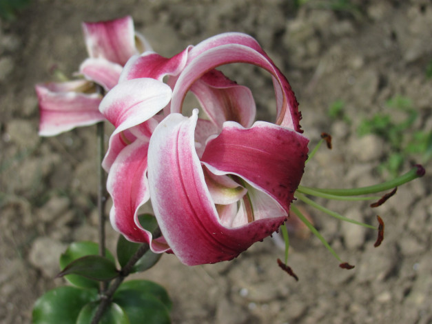 Обои картинки фото цветы, лилии, лилейники, лепестки