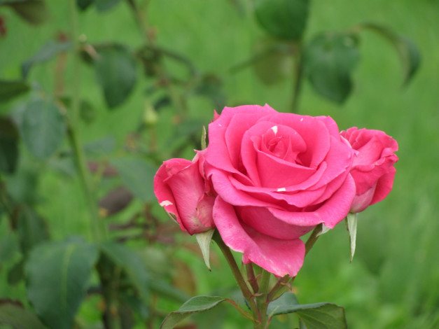 Обои картинки фото цветы, розы, розовый