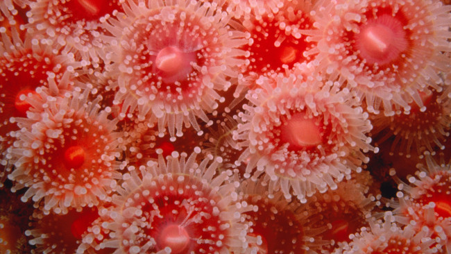 Обои картинки фото животные, морская, фауна, красный