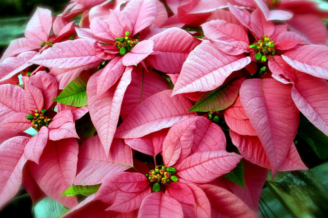 Обои картинки фото цветы, пуансеттия, розовый, листья