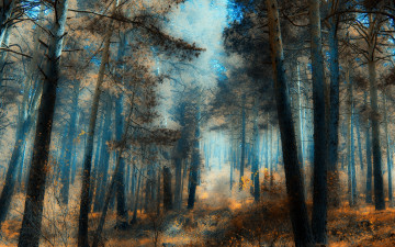 Картинка сосновый бор природа лес дымка хвоя трава сосны