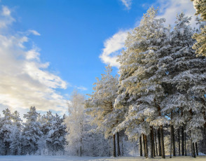 Картинка природа зима лес снег