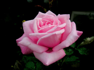 Картинка цветы розы розовый