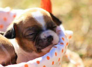 Картинка животные собаки щенок