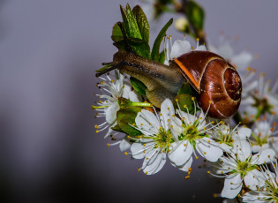 Картинка животные улитки улитка цветы макро