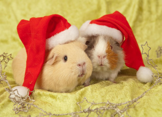 Картинка животные морские+свинки +хомяки морская свинка